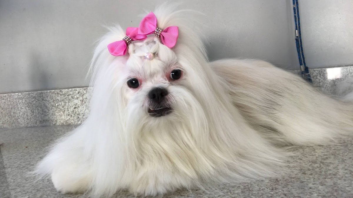 PETLAND ARAÇATUBA | BANHO & TOSA